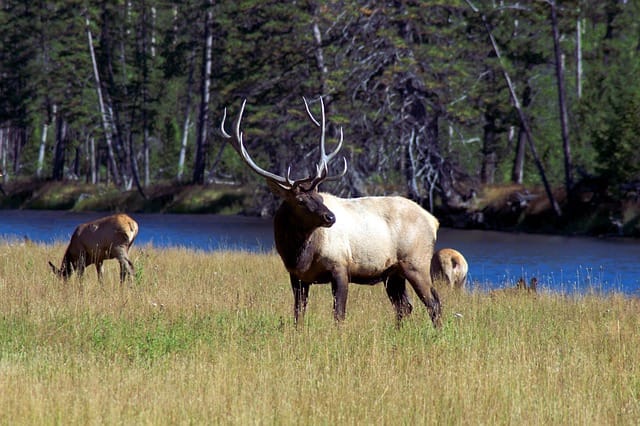 bull elk next to Snake river, canyon